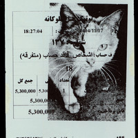 ​Absolute: Tehran Cats