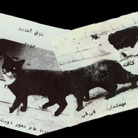 ​Absolute: Tehran Cats