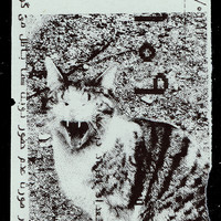 ​Absolute: Tehran Cats