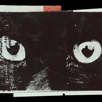 ​Absolute: Tehran Cats