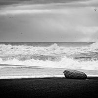 Black Birds (of Iceland)