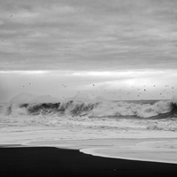 Black Birds (of Iceland)