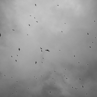 Black Birds (of Iceland)