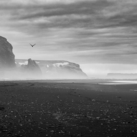 Black Birds (of Iceland)