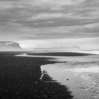 Black Birds (of Iceland)