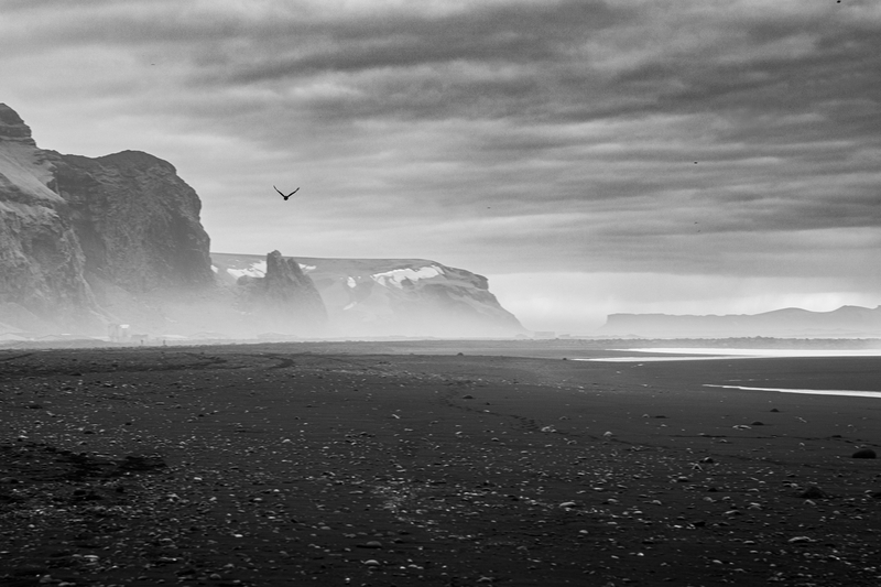 Black Birds (of Iceland)